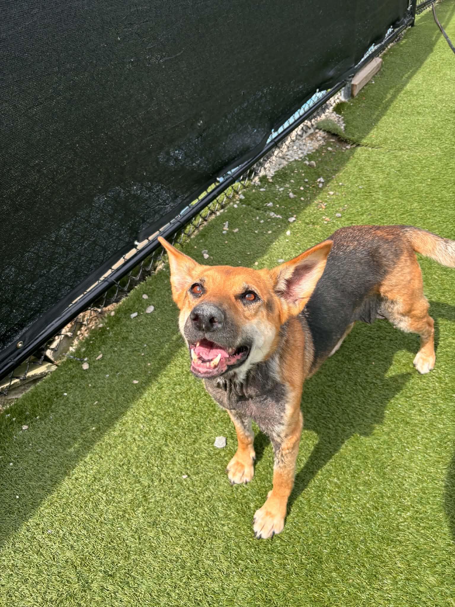 Georgia, Adoptable, Adult Female German Shepherd Dog.