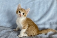 Garfield, Baby Male unknown
