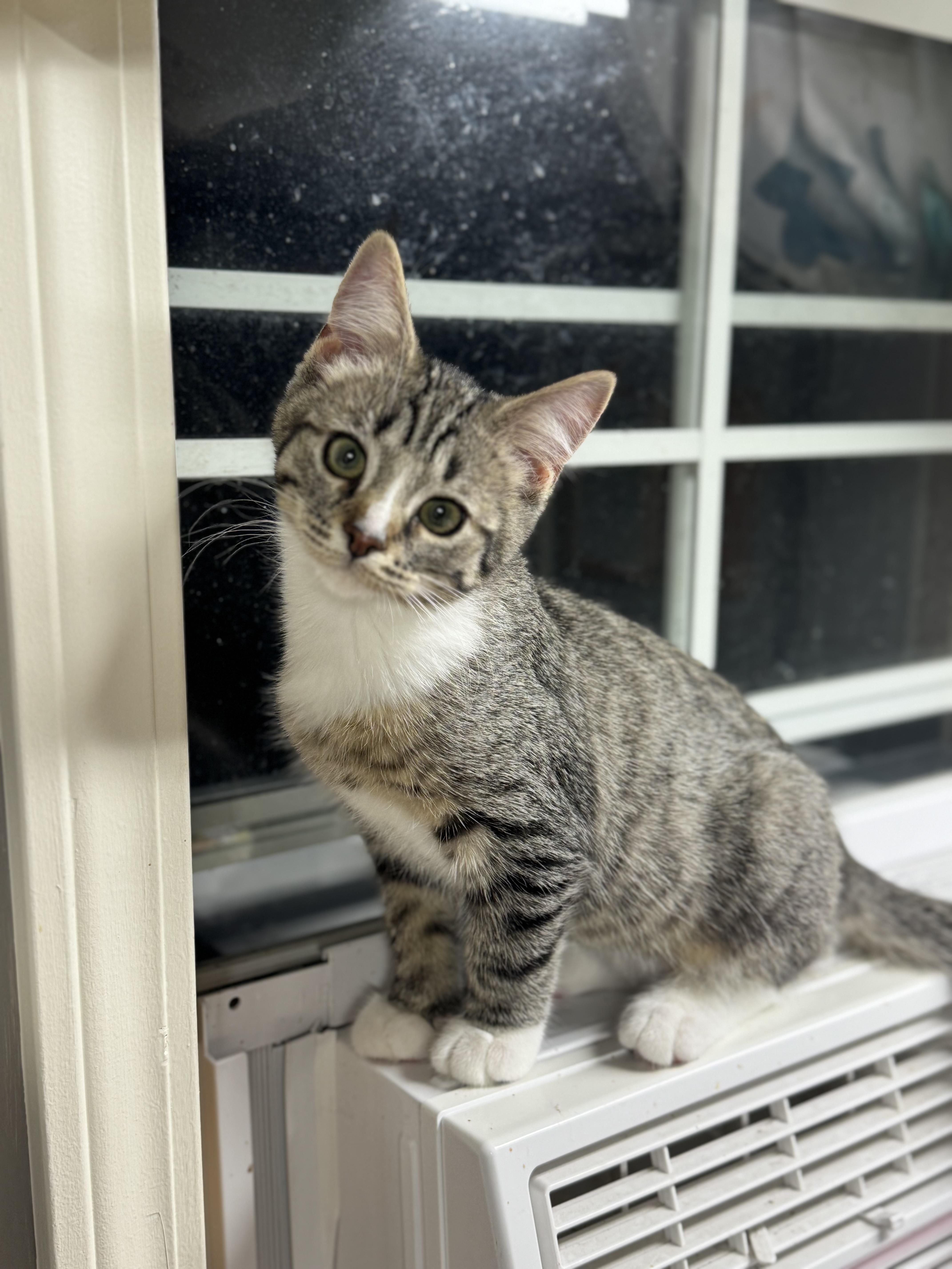 Newt, Adoptable, Kitten Male Domestic Short Hair.