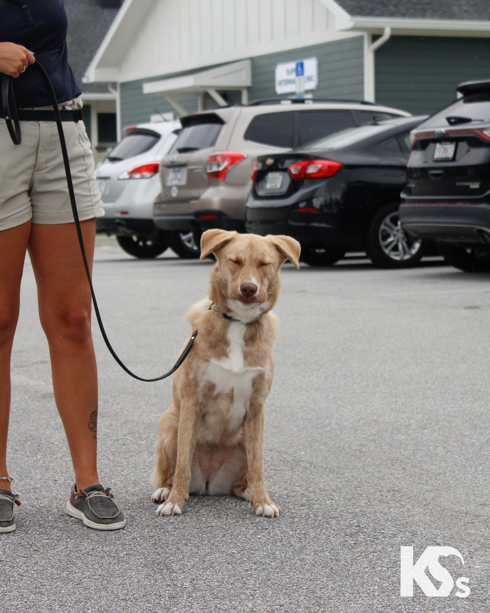 Cammie, a ADOPTABLE mixed breed in Ponte Vedra, FL image 5/6