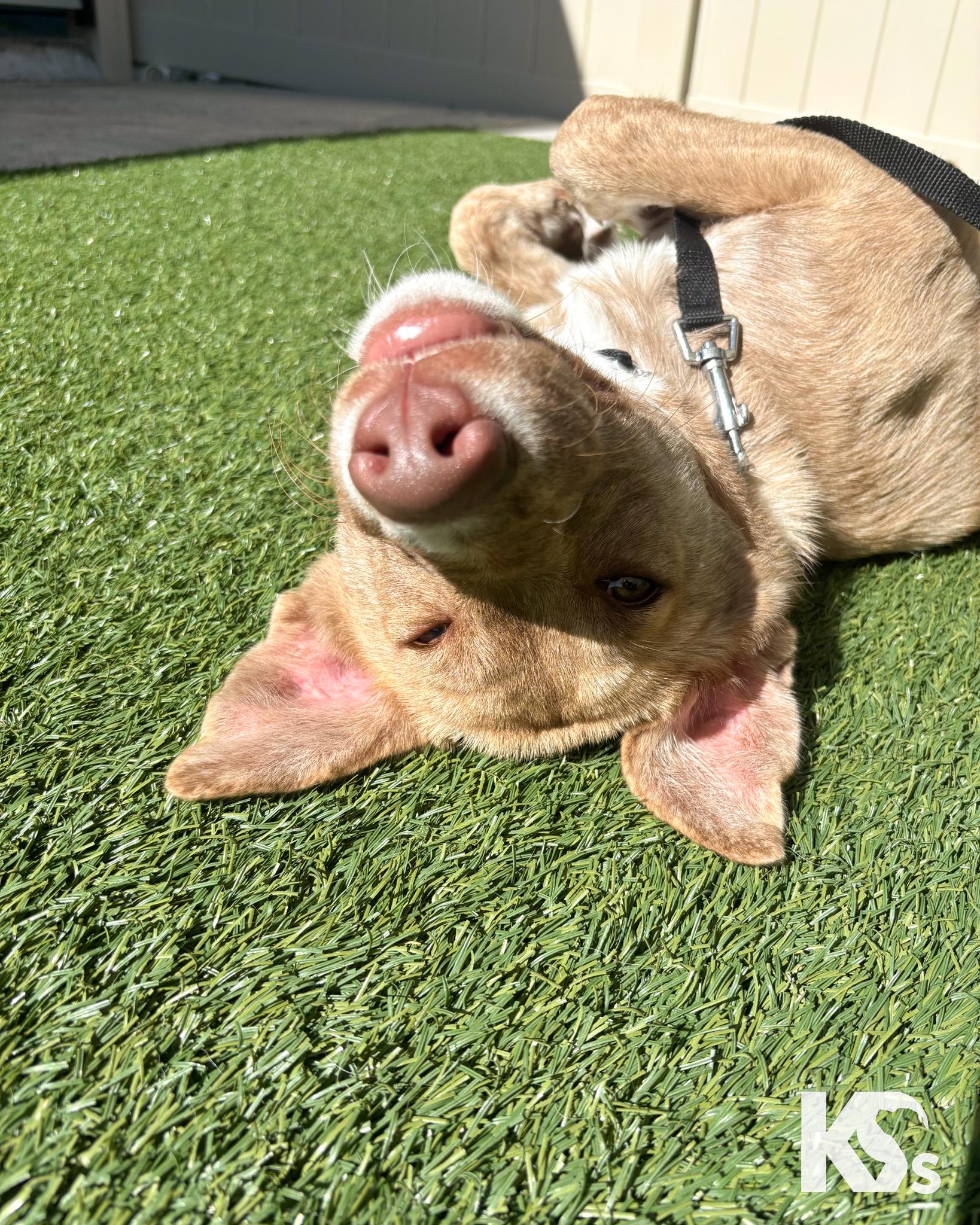 Cammie, a ADOPTABLE mixed breed in Ponte Vedra, FL image 4/6