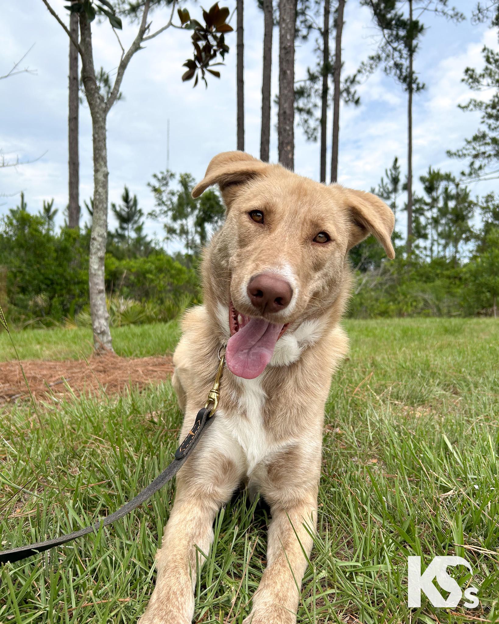 Cammie, a ADOPTABLE mixed breed in Ponte Vedra, FL image 1/6