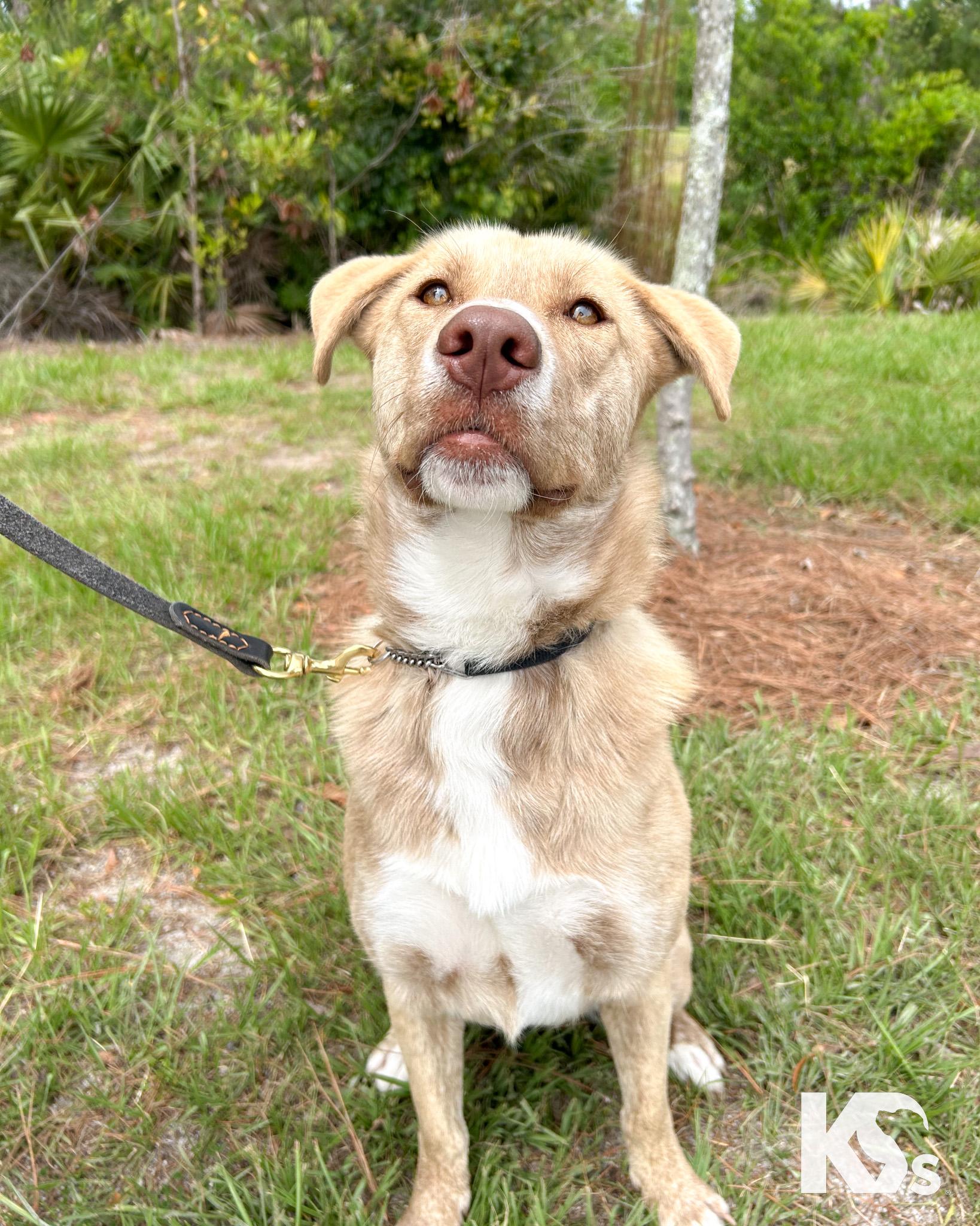 Cammie, a ADOPTABLE mixed breed in Ponte Vedra, FL image 2/6