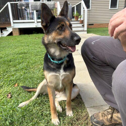 Raven, Adoptable, Young Female German Shepherd Dog.