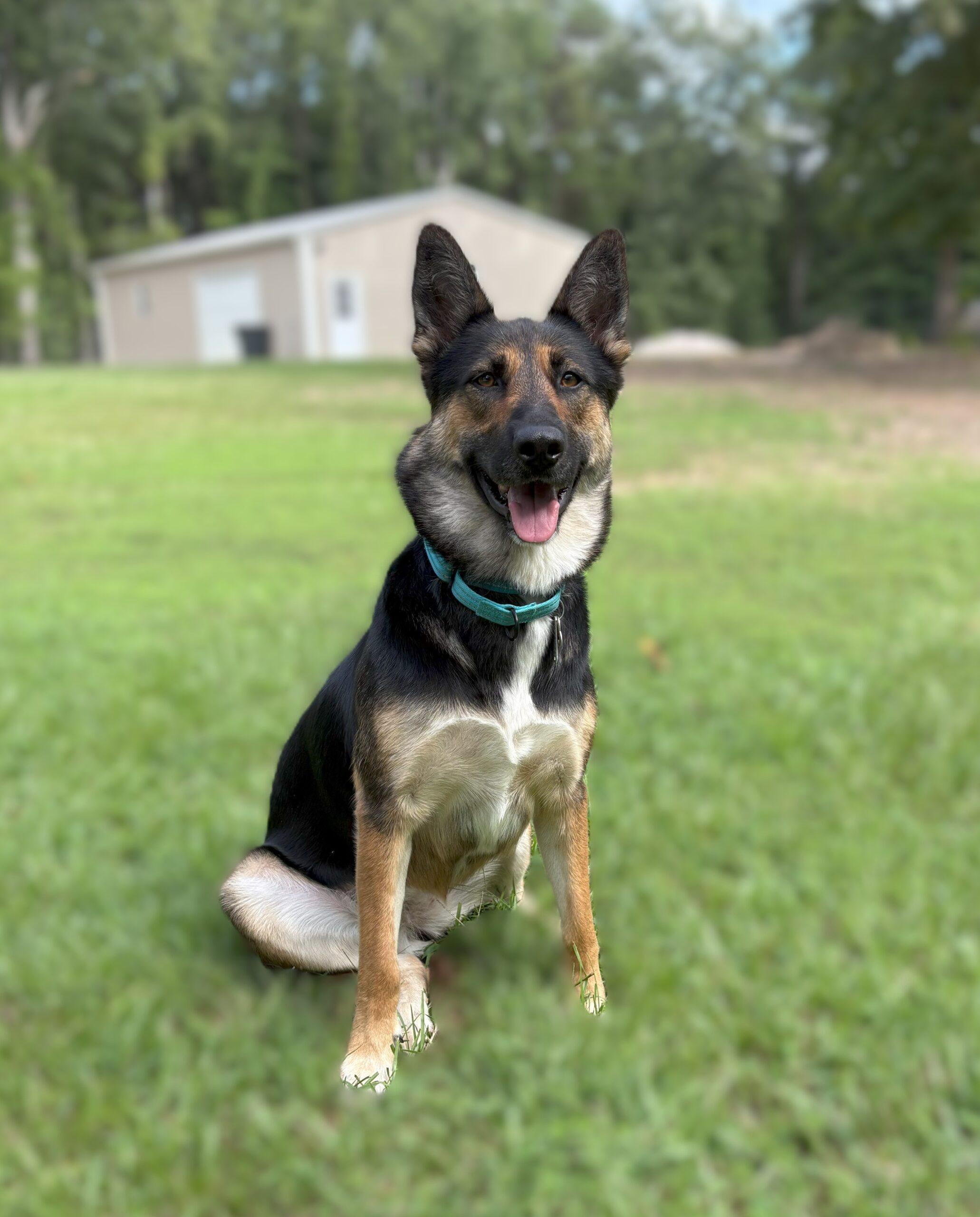 Raven, a Adoptable German Shepherd Dog in Raleigh, NC image 2/6