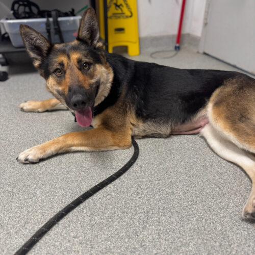 Enlarge Raven, a Adoptable German Shepherd Dog in Raleigh, NC image 2/5