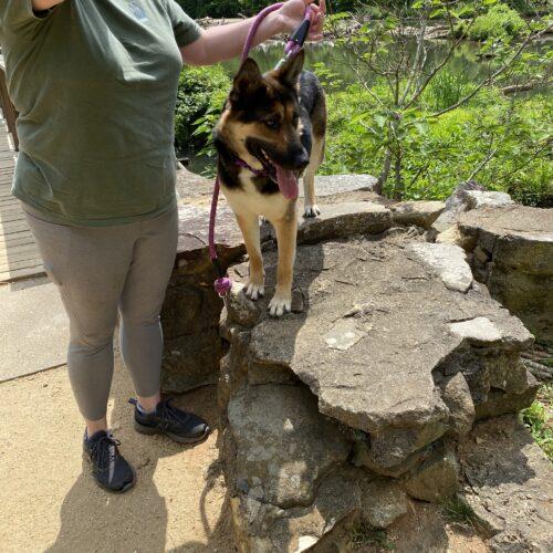 Enlarge Raven, a Adoptable German Shepherd Dog in Raleigh, NC image 4/5