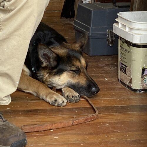 Enlarge Raven, a Adoptable German Shepherd Dog in Raleigh, NC image 5/5