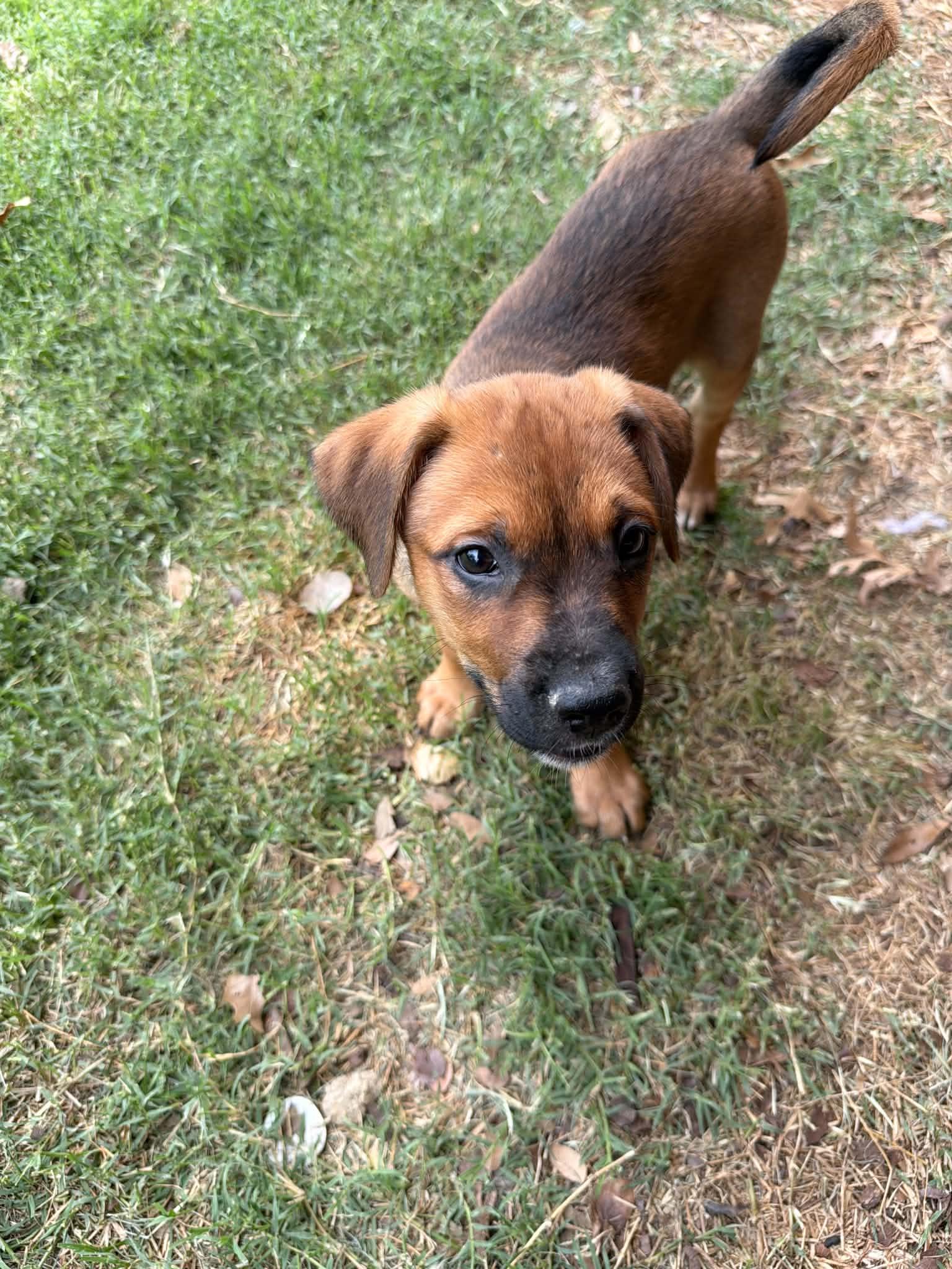 Saguaro, a ADOPTABLE mixed breed in Wichita Falls, TX image 2/4