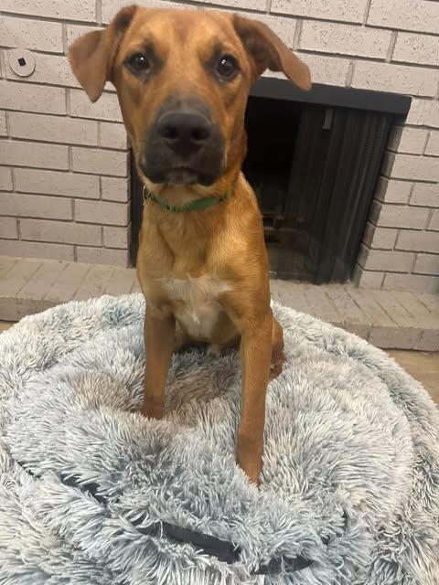 Enlarge Kenai, a Adoptable mixed breed in Wichita Falls, TX image 2/3