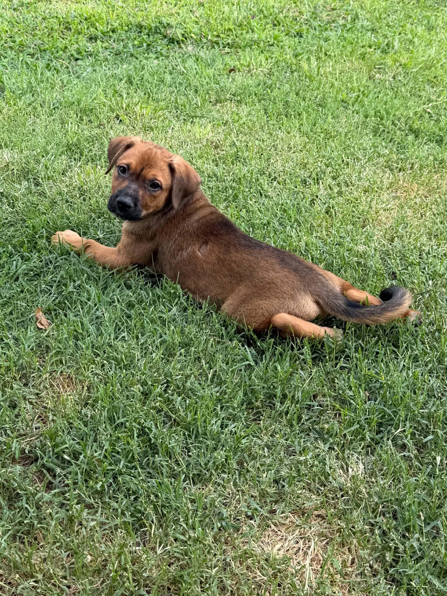 Saguaro, a ADOPTABLE mixed breed in Wichita Falls, TX image 4/4