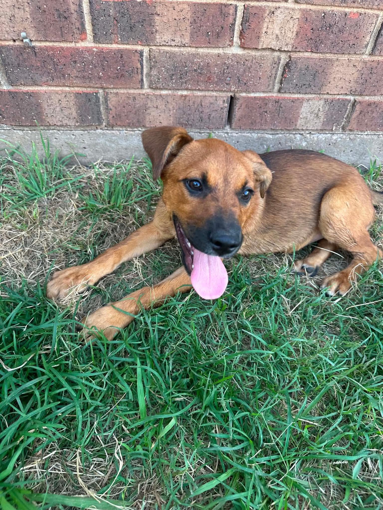 Enlarge Kenai, a ADOPTABLE mixed breed in Wichita Falls, TX image 2/3