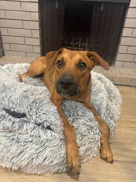 Enlarge Kenai, a Adoptable mixed breed in Wichita Falls, TX image 3/3