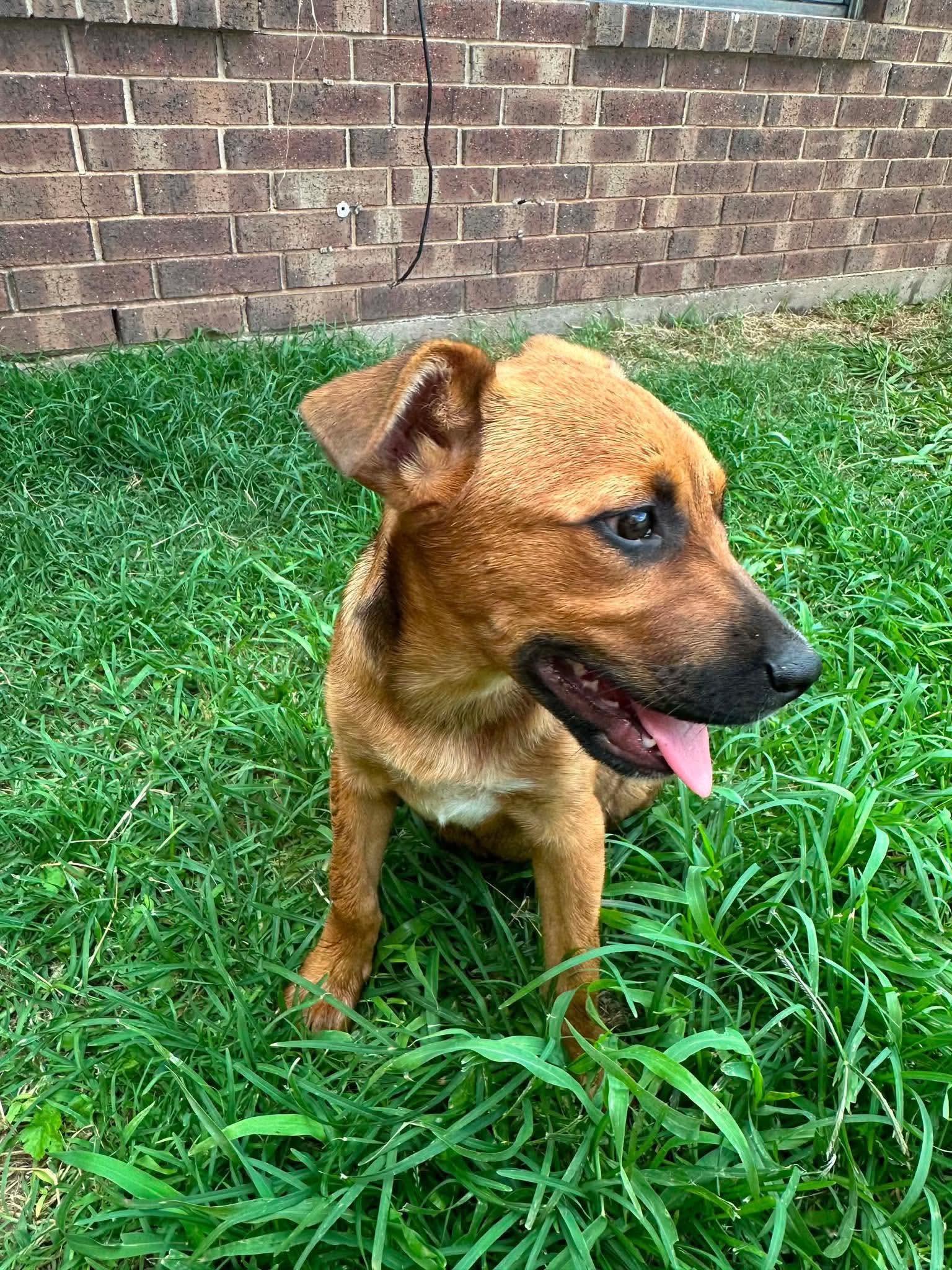 Enlarge Kenai, a ADOPTABLE mixed breed in Wichita Falls, TX image 1/3