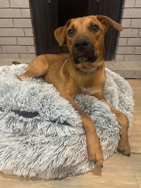 Kenai, Adoptable, Puppy Male Cattle Dog.