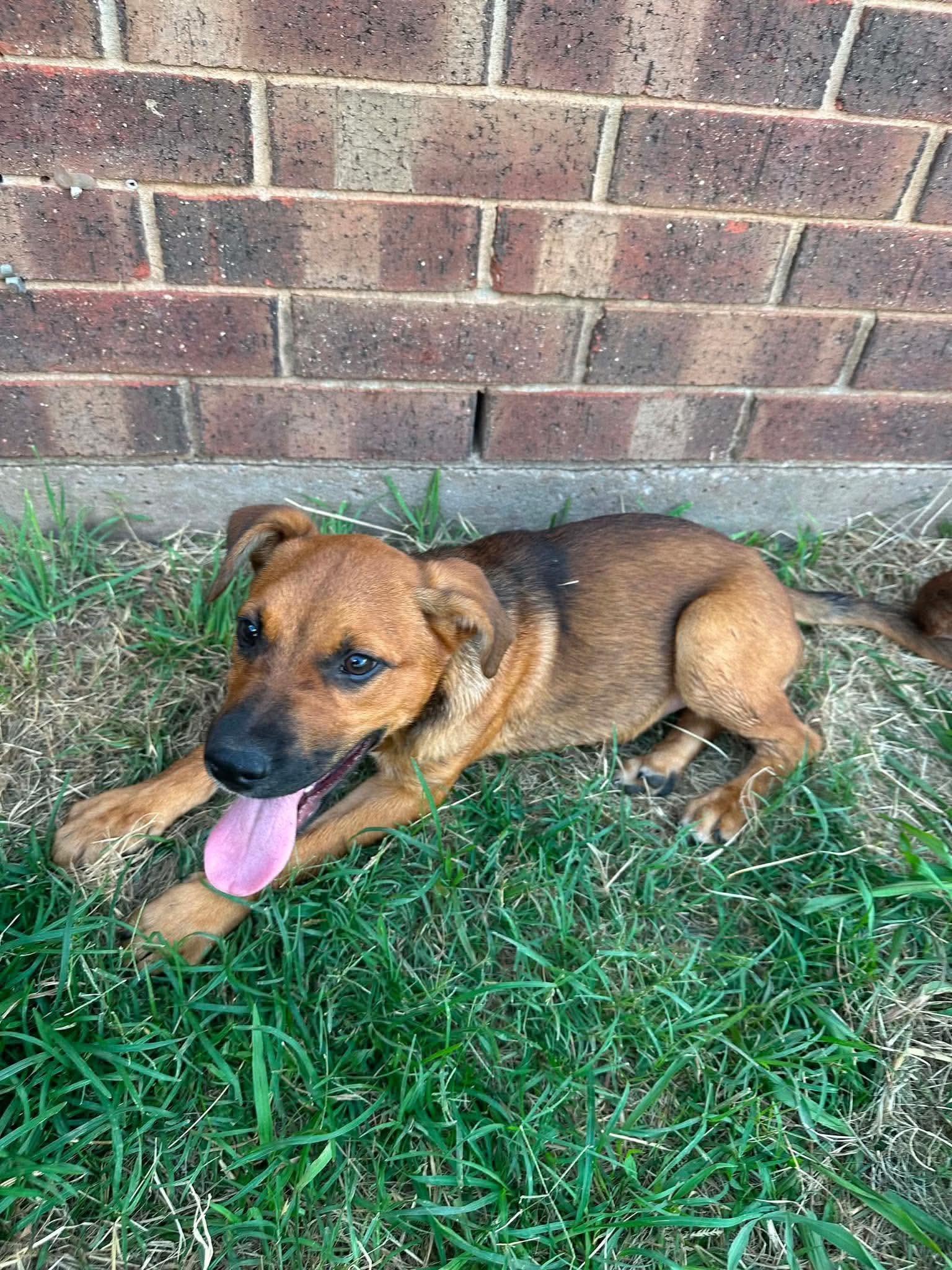 Enlarge Kenai, a ADOPTABLE mixed breed in Wichita Falls, TX image 3/3