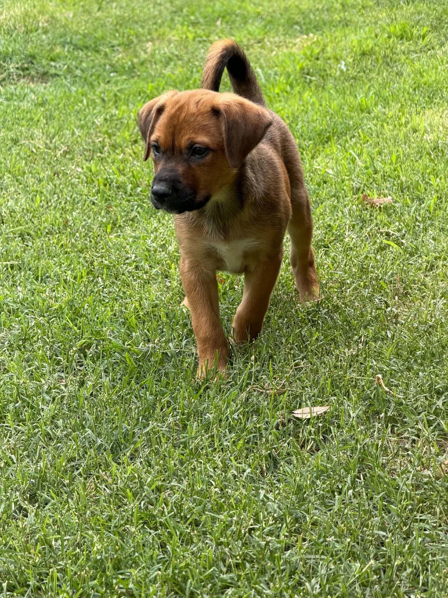 Saguaro, ADOPTABLE, Puppy Male Cattle Dog.