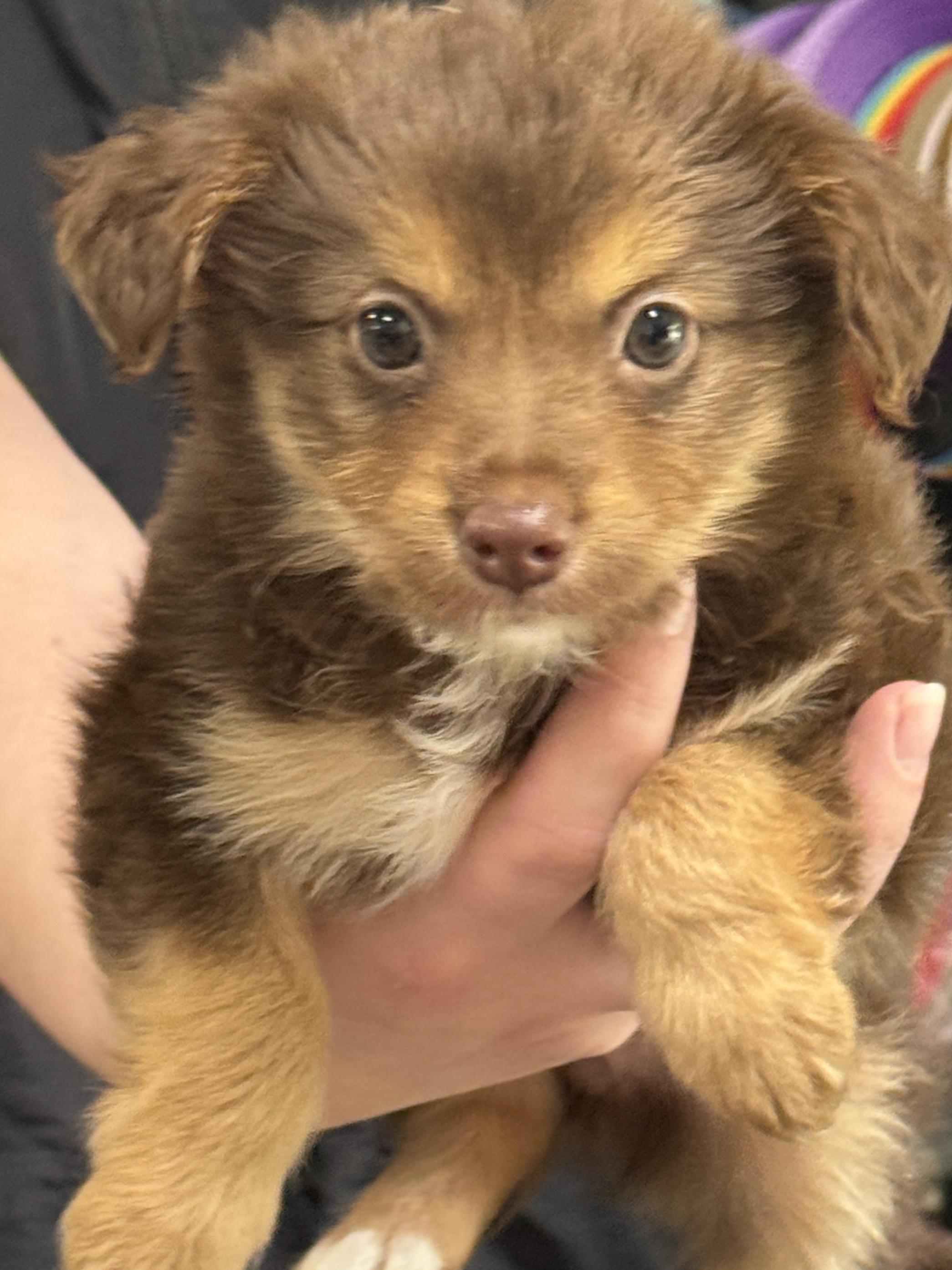 Cinnamon, adopted, Puppy Female Chihuahua & Rat Terrier.