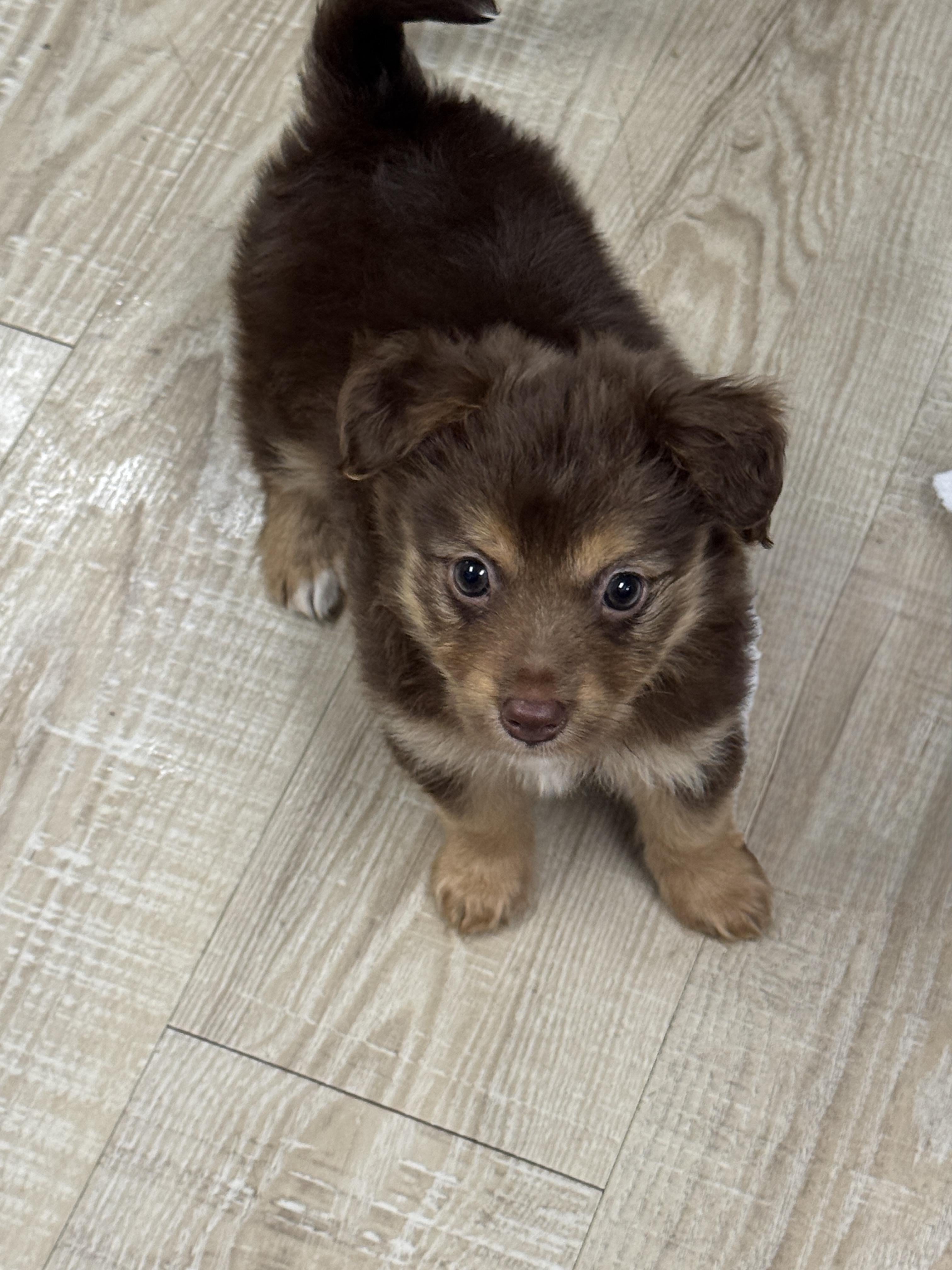 Cinnamon, an adopted mixed breed in Baker, LA image 2/4