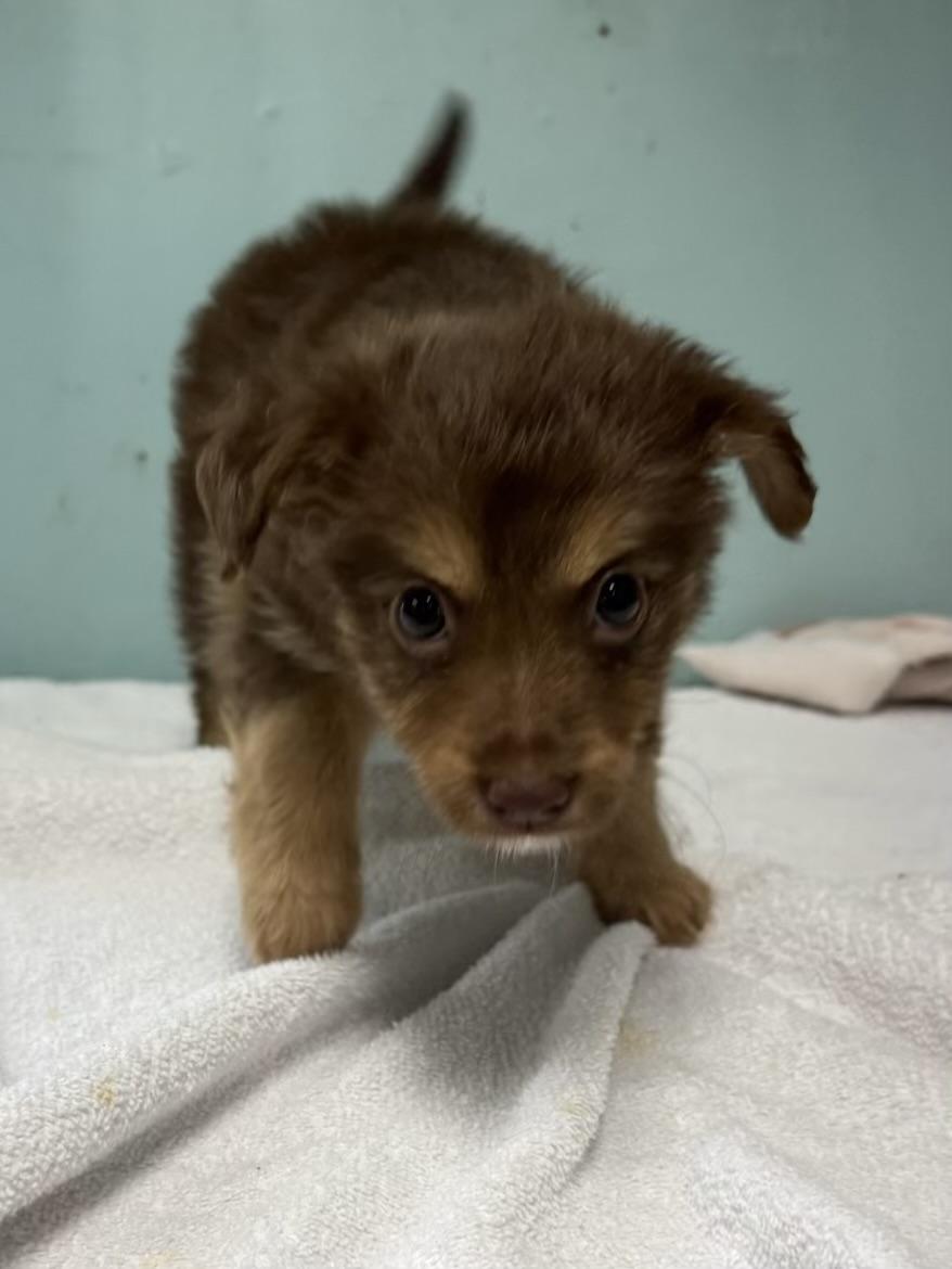 Cinnamon, an adopted mixed breed in Baker, LA image 3/4