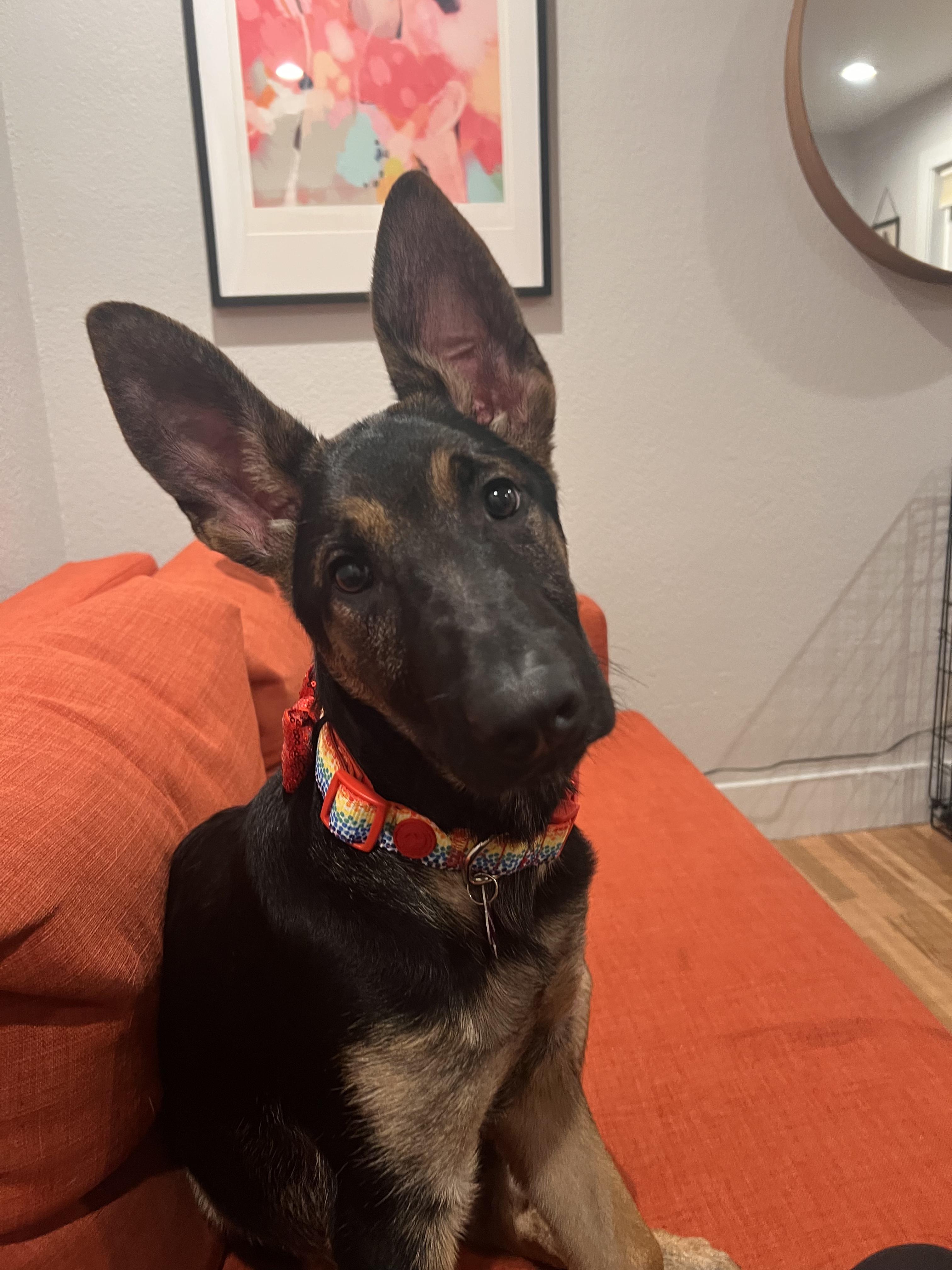 Stevie , ADOPTABLE, Puppy Female German Shepherd Dog & Shepherd.