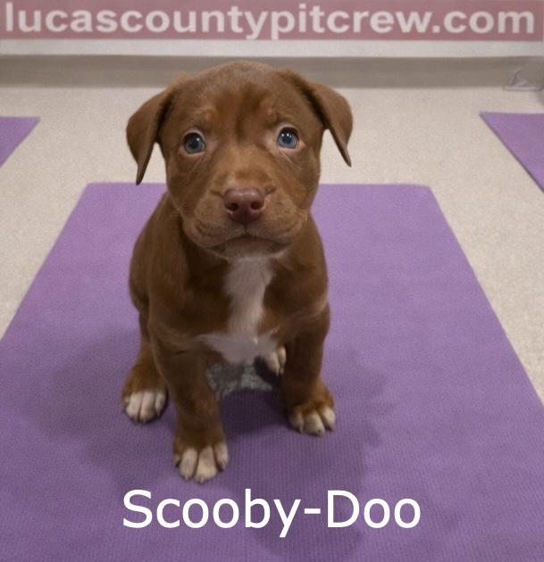 Enlarge Scooby-Doo, an adopted mixed breed in Toledo, OH image 1/1