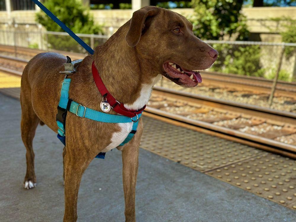 Jackson, Adoptable, Adult Male Mixed Breed.