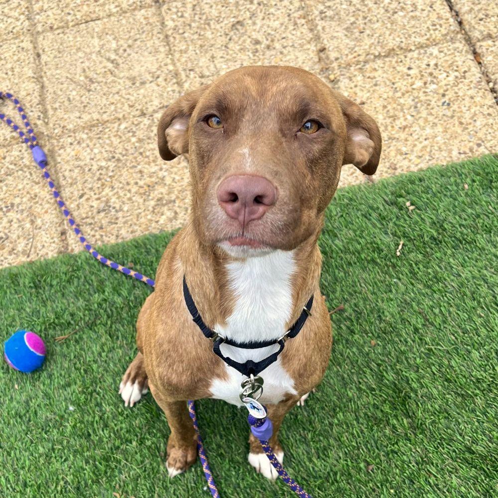 Enlarge Jackson, a Adoptable Mixed Breed in Alexandria, VA image 2/5