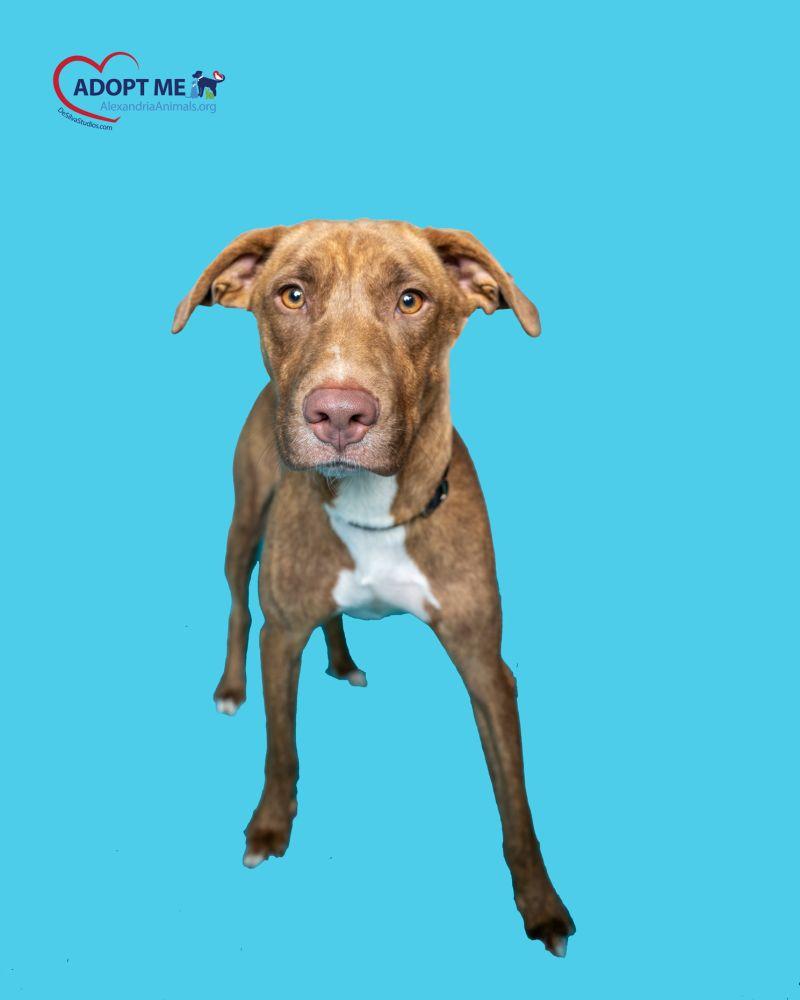 Enlarge Jackson, a Adoptable Mixed Breed in Alexandria, VA image 3/5