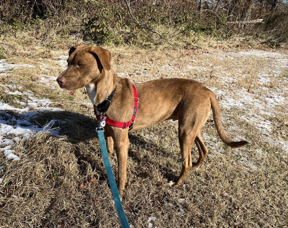 Enlarge Jackson, a Adoptable Mixed Breed in Alexandria, VA image 4/5