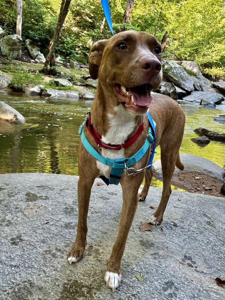 Enlarge Jackson, a Adoptable Mixed Breed in Alexandria, VA image 5/5