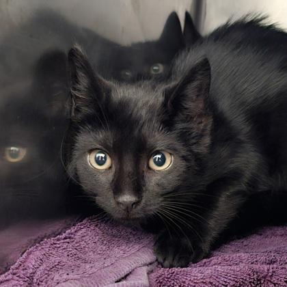 Quest (yellow collar), Adoptable, Young Male Domestic Short Hair & Domestic Short Hair.