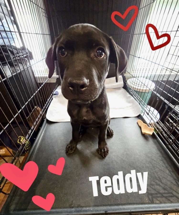 Teddy