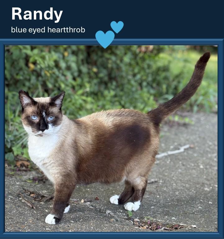 Randy, Adoptable, Senior Male American Shorthair & Snowshoe.