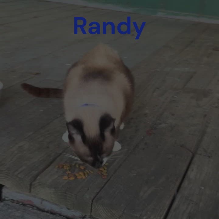 Enlarge Randy, a Adoptable mixed breed in Hot Springs, AR video 5/6