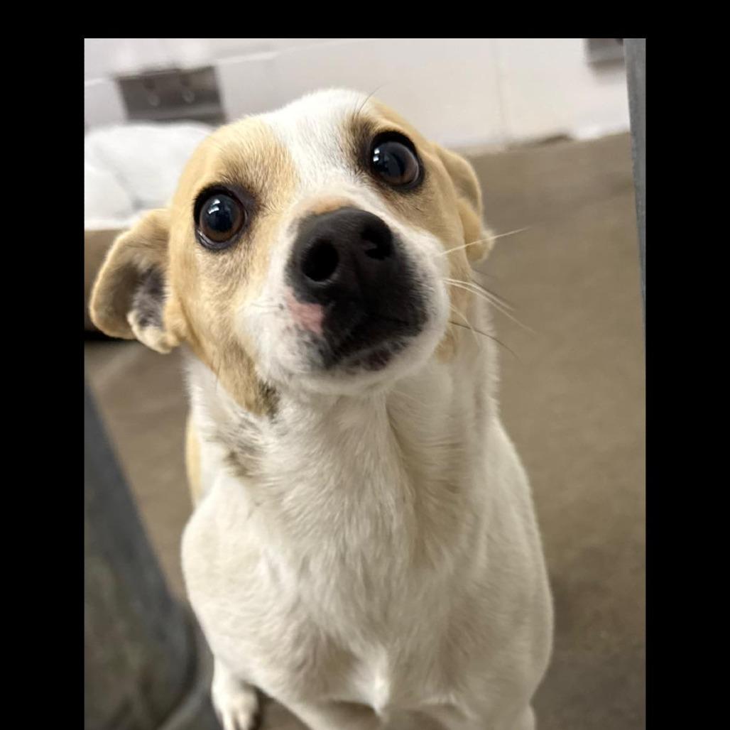 Megaphone, Adoptable, Adult Male Jack Russell Terrier.