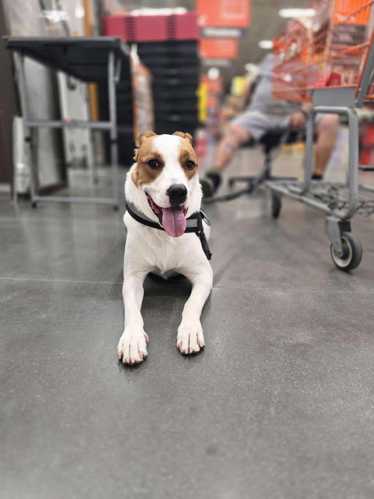 Enlarge Clark, a Adoptable mixed breed in Jurupa Valley  , CA image 2/5