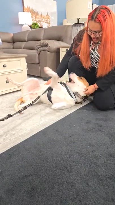 Enlarge Clark, a Adoptable mixed breed in Jurupa Valley  , CA video 5/5