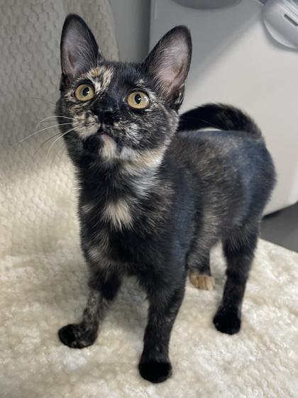 Enlarge Skye, an adopted mixed breed in Tinley Park, IL image 3/3