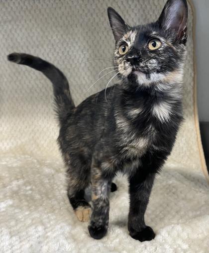 Enlarge Skye, an adopted mixed breed in Tinley Park, IL image 1/3