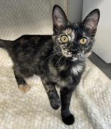 Enlarge Skye, an adopted mixed breed in Tinley Park, IL image 2/3