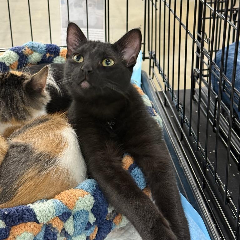 Enlarge Vader, an adoptable Domestic Short Hair in Antioch, CA image 4/5