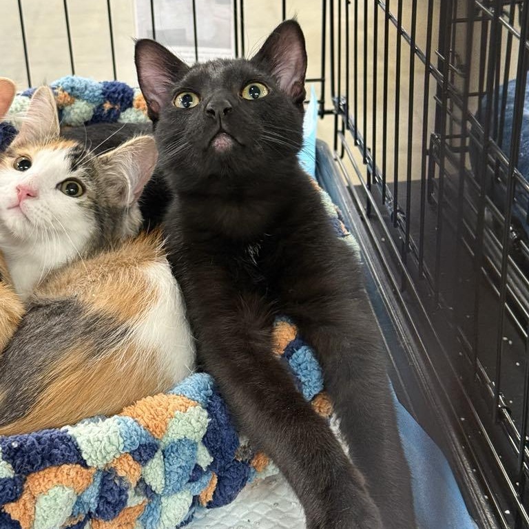 Enlarge Vader, an adoptable Domestic Short Hair in Antioch, CA image 3/5