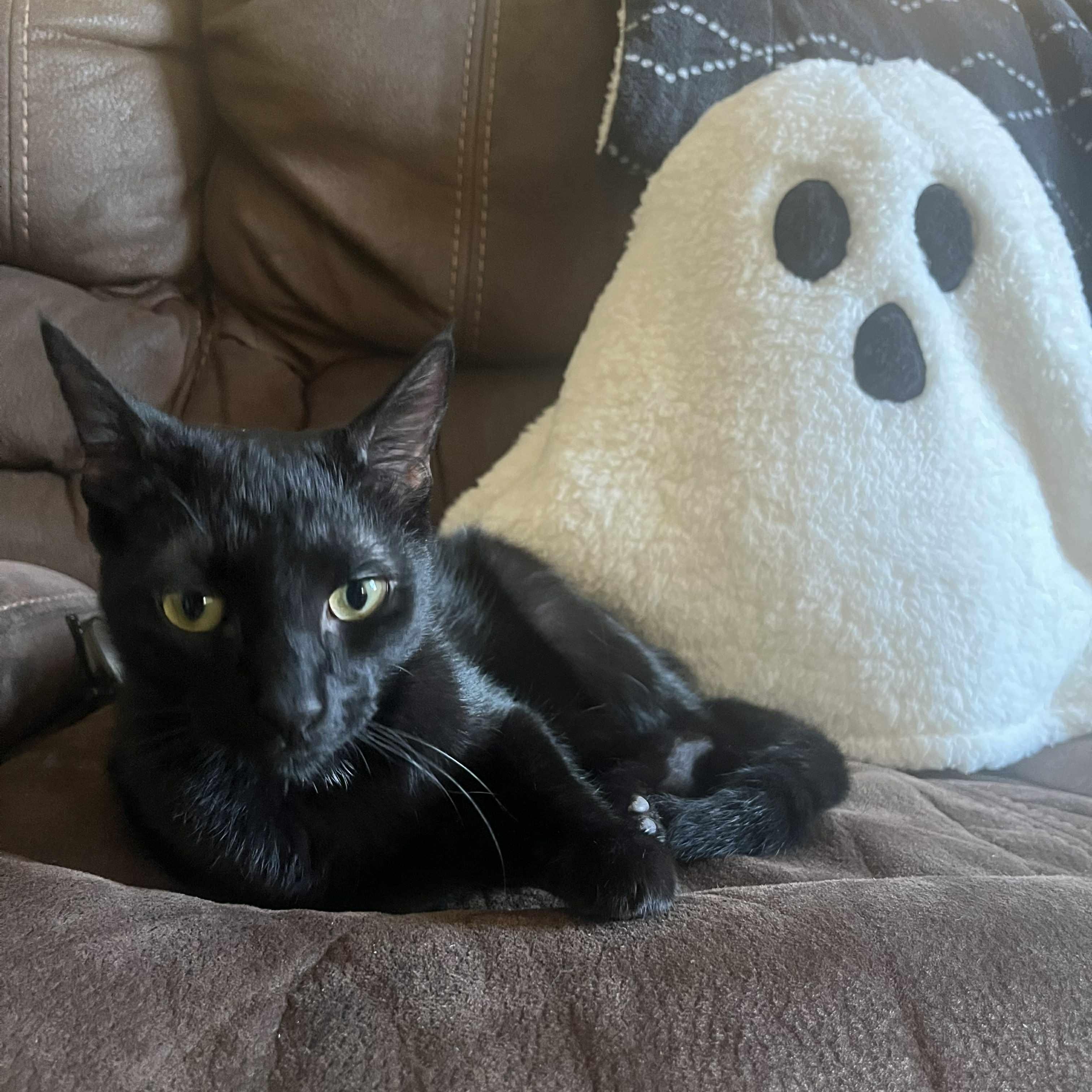 Vader, adoptable, Kitten Male Domestic Short Hair.