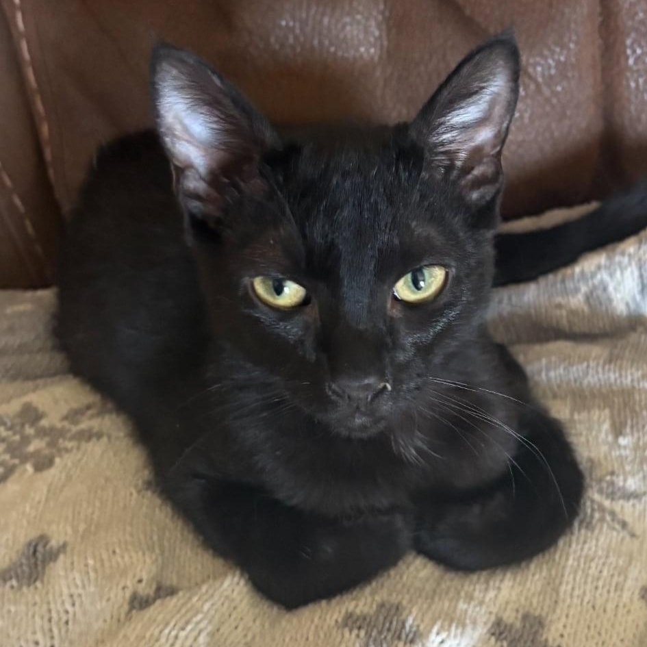 Enlarge Vader, an adoptable Domestic Short Hair in Antioch, CA image 5/5