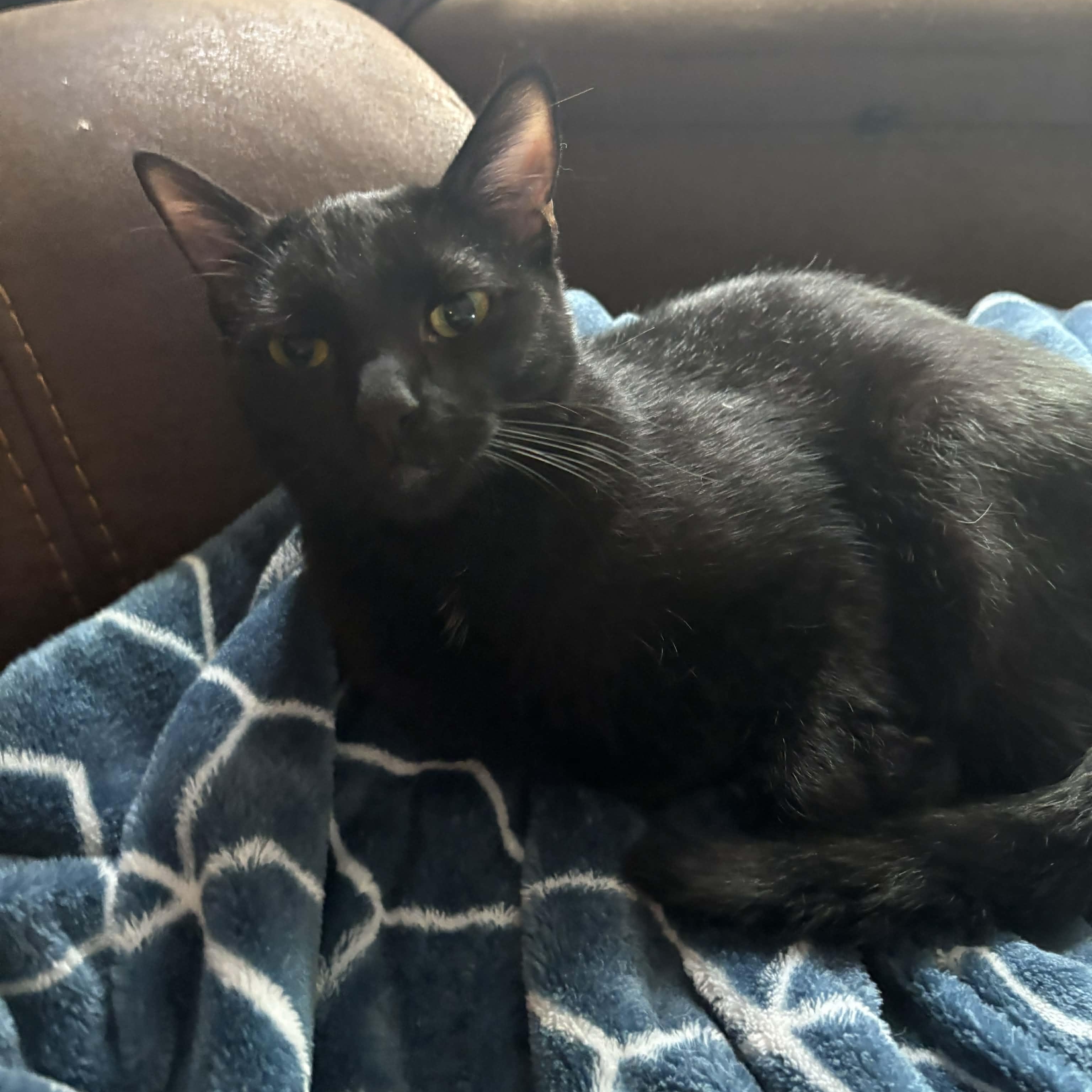 Enlarge Vader, an adoptable Domestic Short Hair in Antioch, CA image 6/6