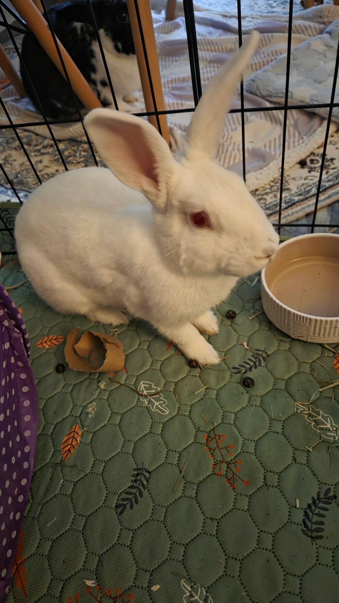 Enlarge Claude, a Adoptable mixed breed in Midlothian, VA image 3/5