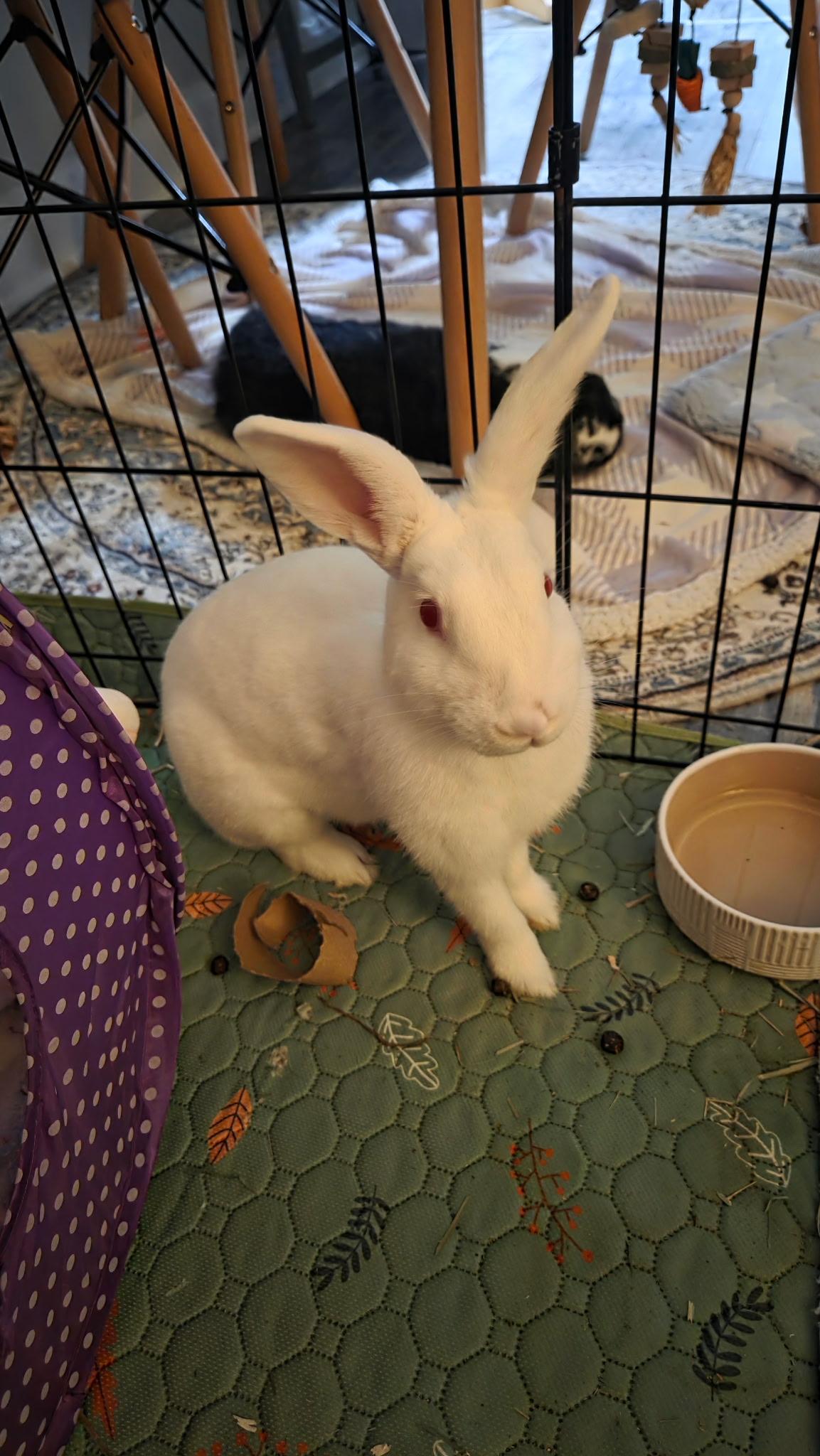 Enlarge Claude, a Adoptable mixed breed in Midlothian, VA image 1/5