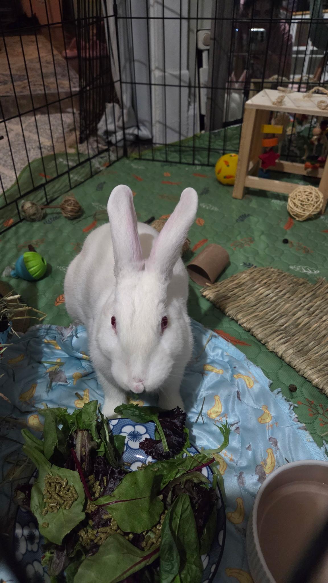 Enlarge Claude, a Adoptable mixed breed in Midlothian, VA image 5/5
