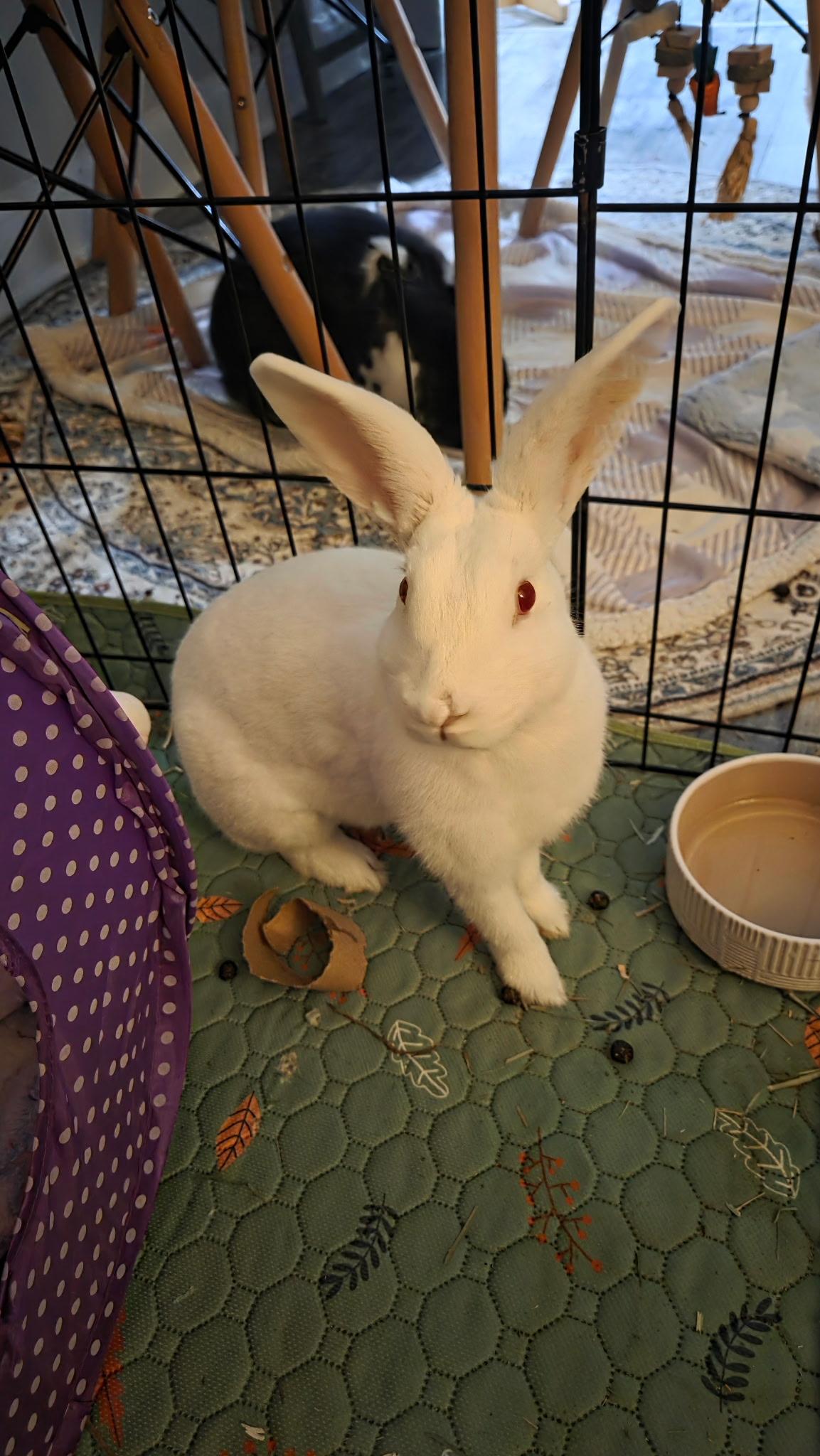 Enlarge Claude, a Adoptable mixed breed in Midlothian, VA image 2/5